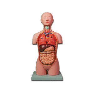 MINI TORSO - 16 parti