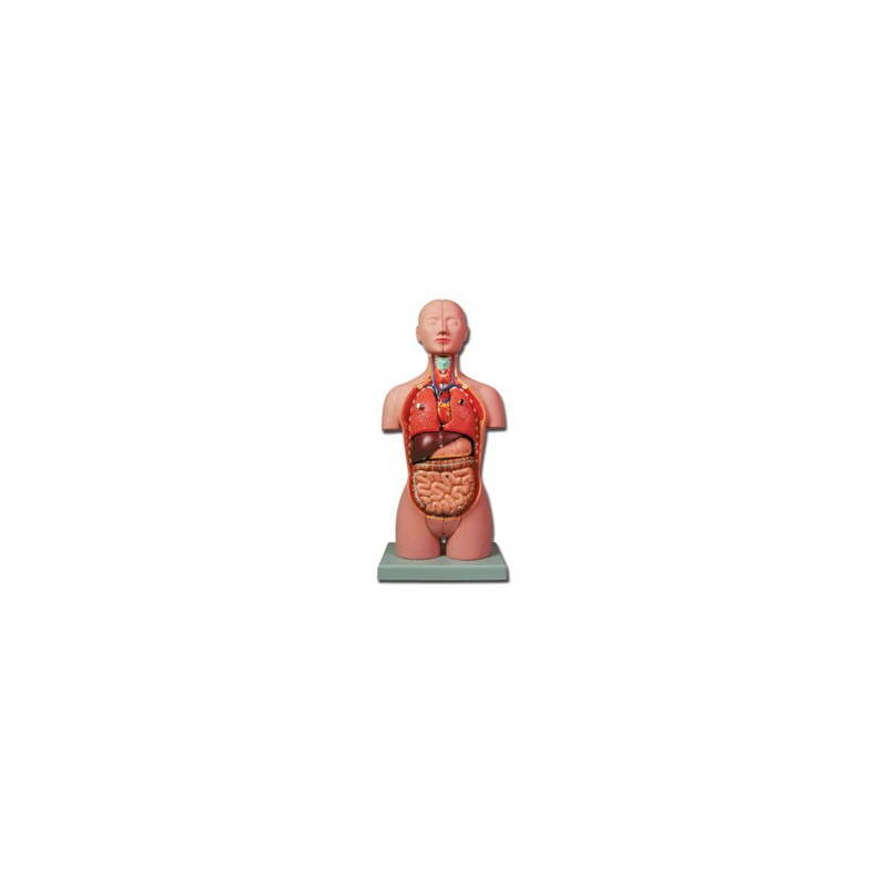 MINI TORSO - 16 parti