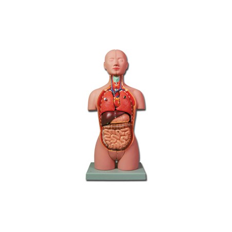 MINI TORSO - 16 parti