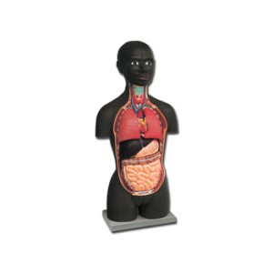 MINI TORSO - AFRICANO - 16 parti