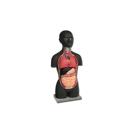 MINI TORSO - AFRICANO - 16 parti
