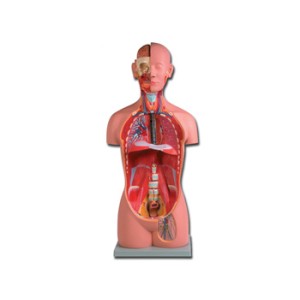 TORSO UNI-SEX - 16 parti
