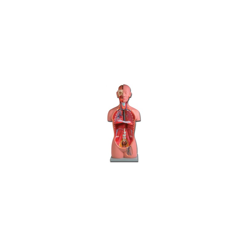 TORSO UNI-SEX - 16 parti
