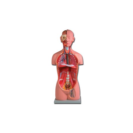 TORSO UNI-SEX - 16 parti