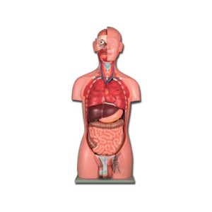 TORSO DUAL SEX - 25 parti
