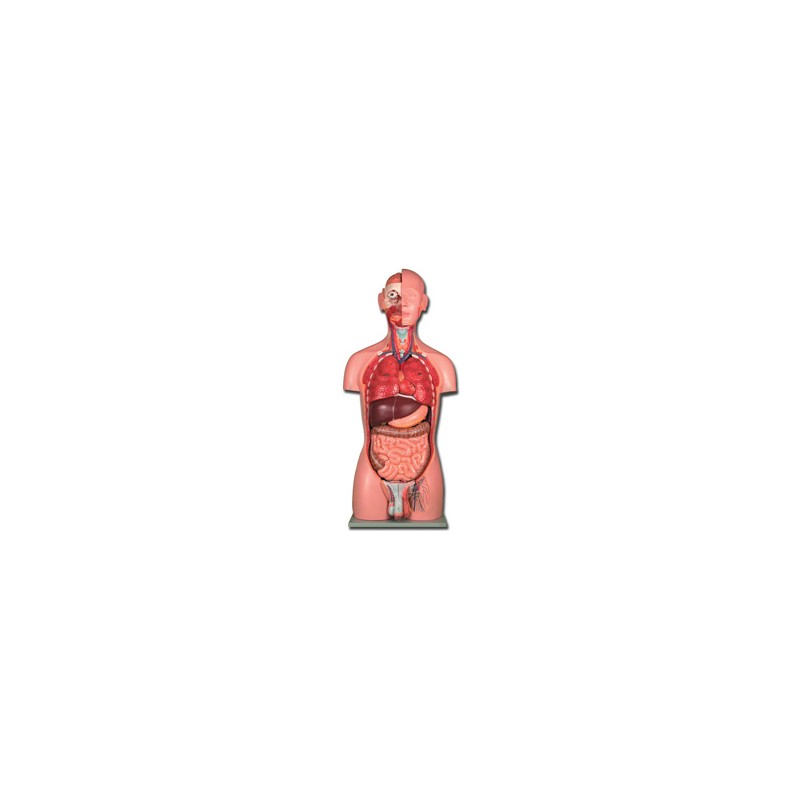 TORSO DUAL SEX - 25 parti