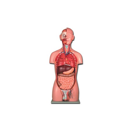 TORSO DUAL SEX - 25 parti