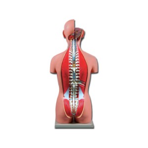 TORSO DUAL SEX APERTO DIETRO - 27 parti