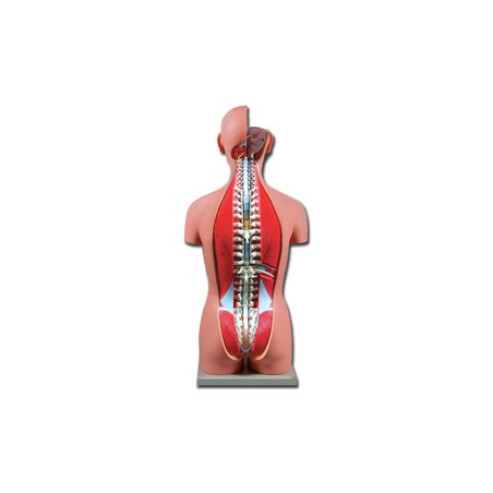 TORSO DUAL SEX APERTO DIETRO - 27 parti