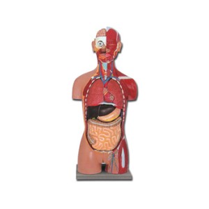 TORSO MUSCOLARE DUAL SEX APERTO DIETRO - 28 parti