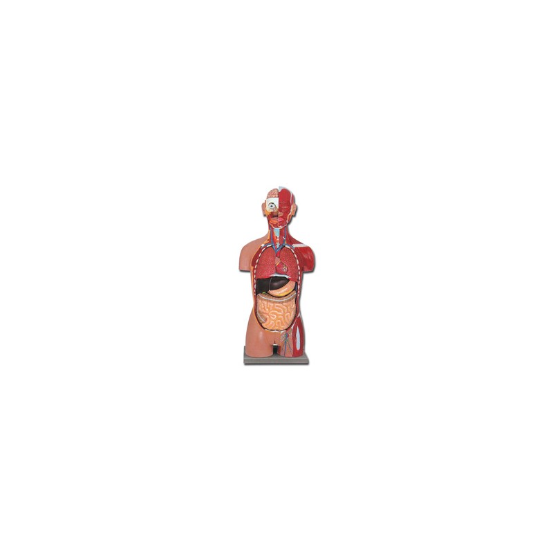 TORSO MUSCOLARE DUAL SEX APERTO DIETRO - 28 parti