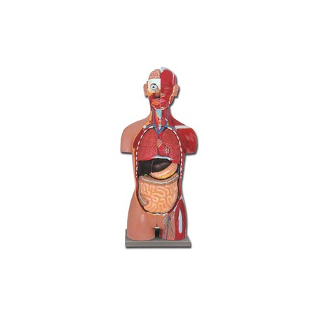 TORSO MUSCOLARE DUAL SEX APERTO DIETRO - 28 parti