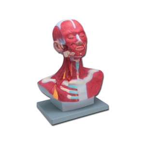 MOD. MUSCOLATURA TESTA-COLLO - 1X