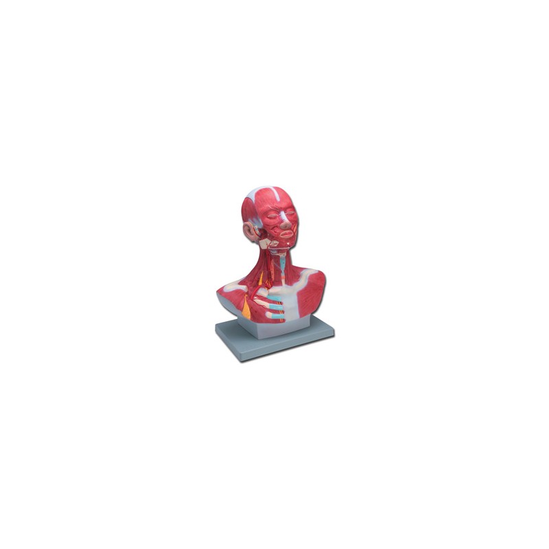 MOD. MUSCOLATURA TESTA-COLLO - 1X