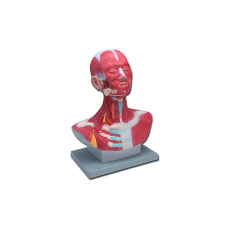 MOD. MUSCOLATURA TESTA-COLLO - 1X