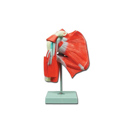 MOD. MUSCOLATURA DELLA SPALLA - 1X