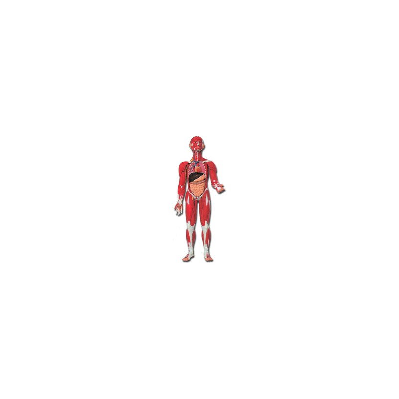 MOD. MUSCOLATURA CORPO UMANO