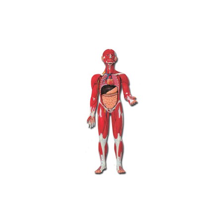 MOD. MUSCOLATURA CORPO UMANO