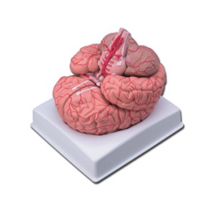 MODELLO CERVELLO CON ARTERIE - 9 parti
