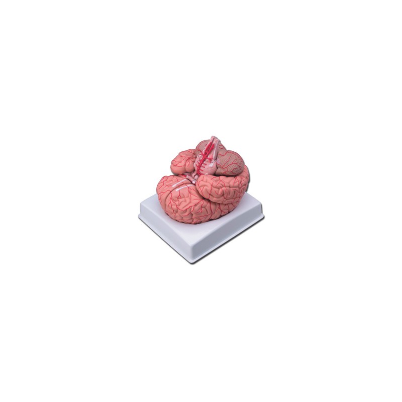 MODELLO CERVELLO CON ARTERIE - 9 parti