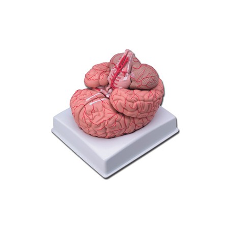 MODELLO CERVELLO CON ARTERIE - 9 parti