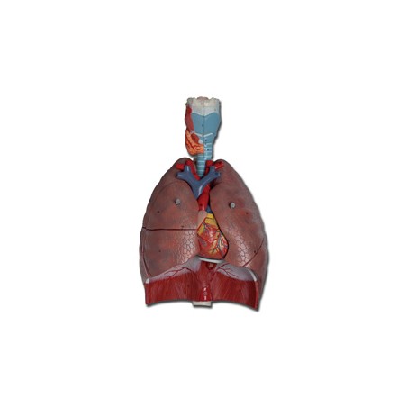 MODELLO SISTEMA RESPIRATORIO - 7 parti
