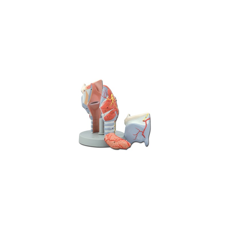 MODELLO LARINGE - 5 parti - 2X