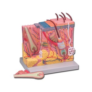 MODELLO DEL DERMA - 70X