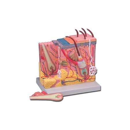 MODELLO DEL DERMA - 70X
