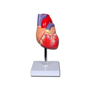 MODELLO CUORE LINEA "VALUE" - 2 parti - 1X