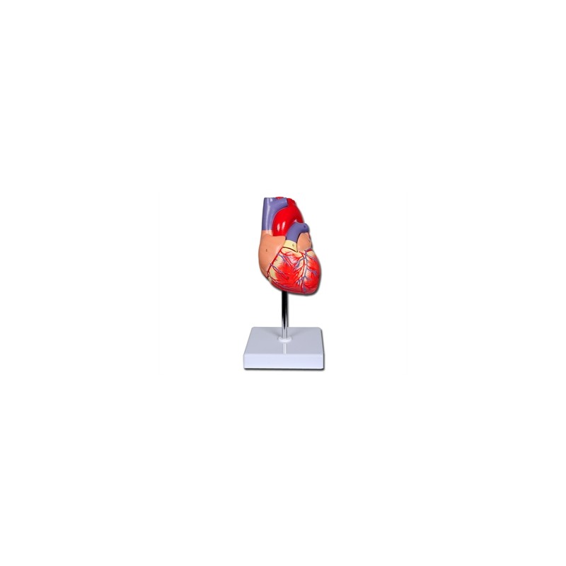MODELLO CUORE LINEA "VALUE" - 2 parti - 1X