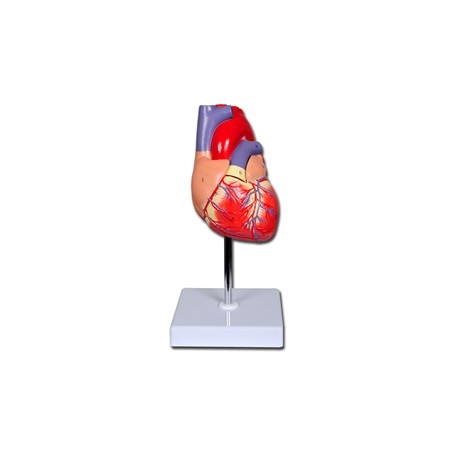 MODELLO CUORE LINEA "VALUE" - 2 parti - 1X