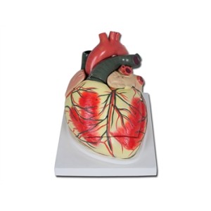 MODELLO CUORE LINEA "VALUE" - 3 parti - 3X