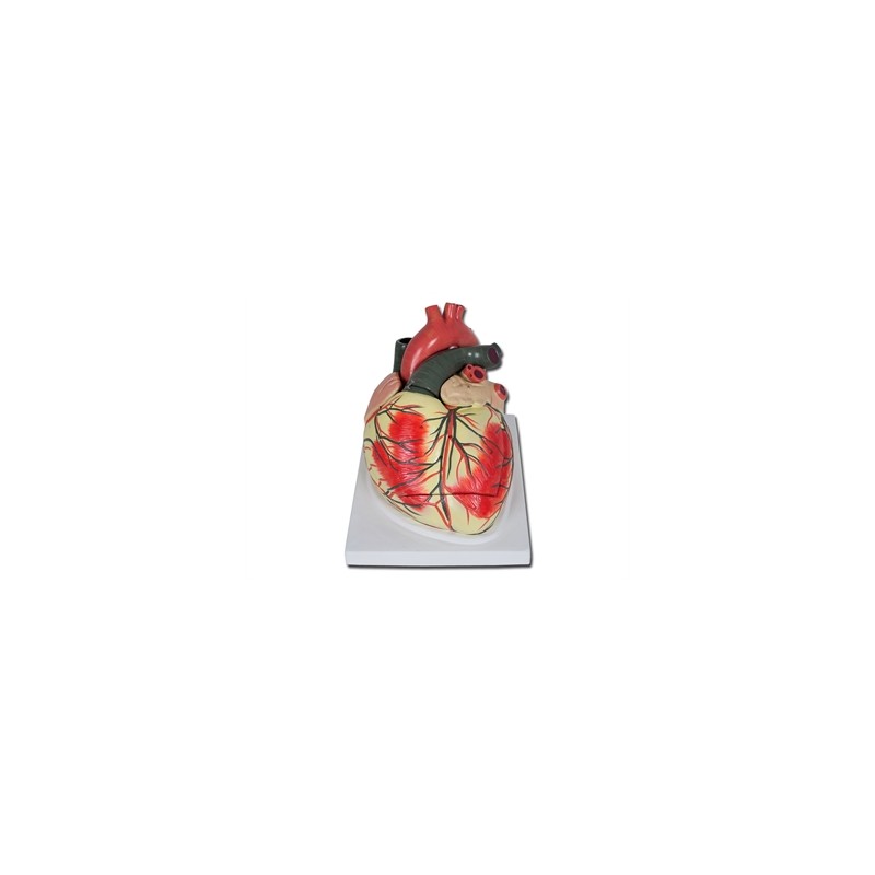 MODELLO CUORE LINEA "VALUE" - 3 parti - 3X