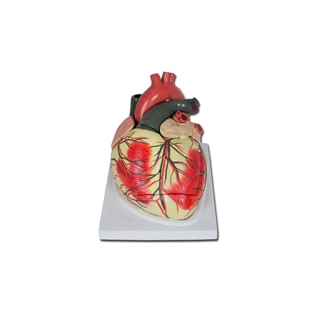 MODELLO CUORE LINEA "VALUE" - 3 parti - 3X