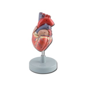 MODELLO CUORE - 2 parti - 1X