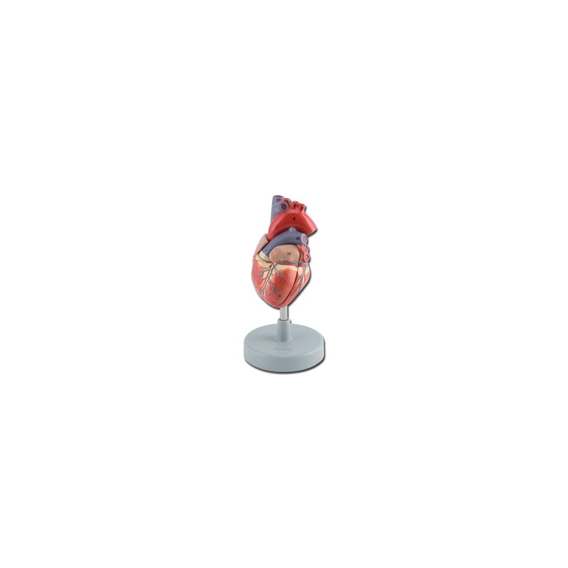 MODELLO CUORE - 2 parti - 1X