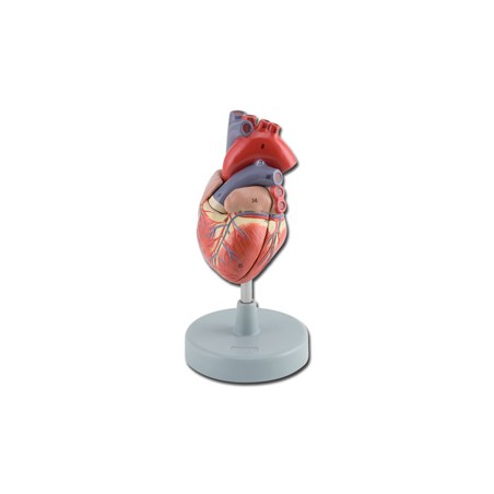 MODELLO CUORE - 2 parti - 1X