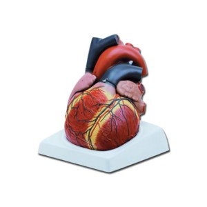 MODELLO CUORE - 4 parti - 3X