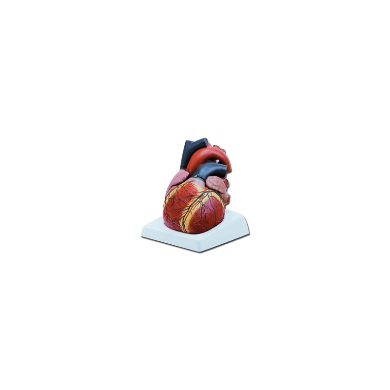 MODELLO CUORE - 4 parti - 3X