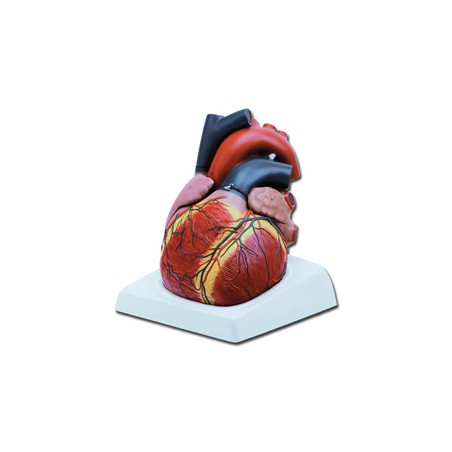 MODELLO CUORE - 4 parti - 3X