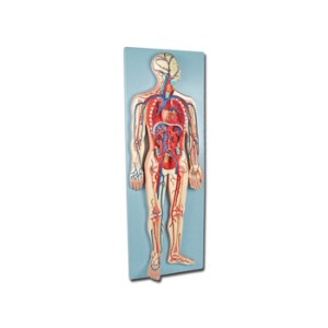 MODELLO SISTEMA CARDIOVASCOLARE