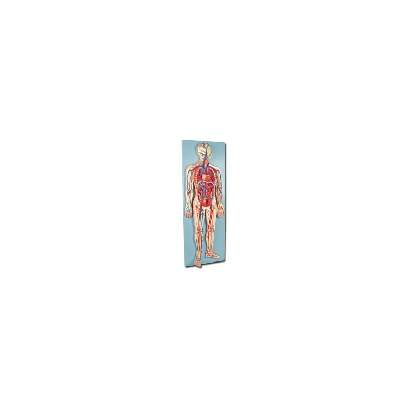 MODELLO SISTEMA CARDIOVASCOLARE
