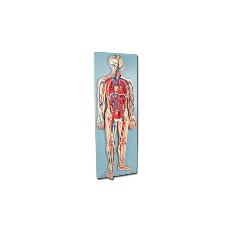MODELLO SISTEMA CARDIOVASCOLARE