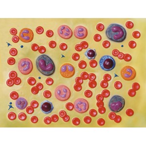 MODELLO CELLULE DEL SANGUE - 2.000X