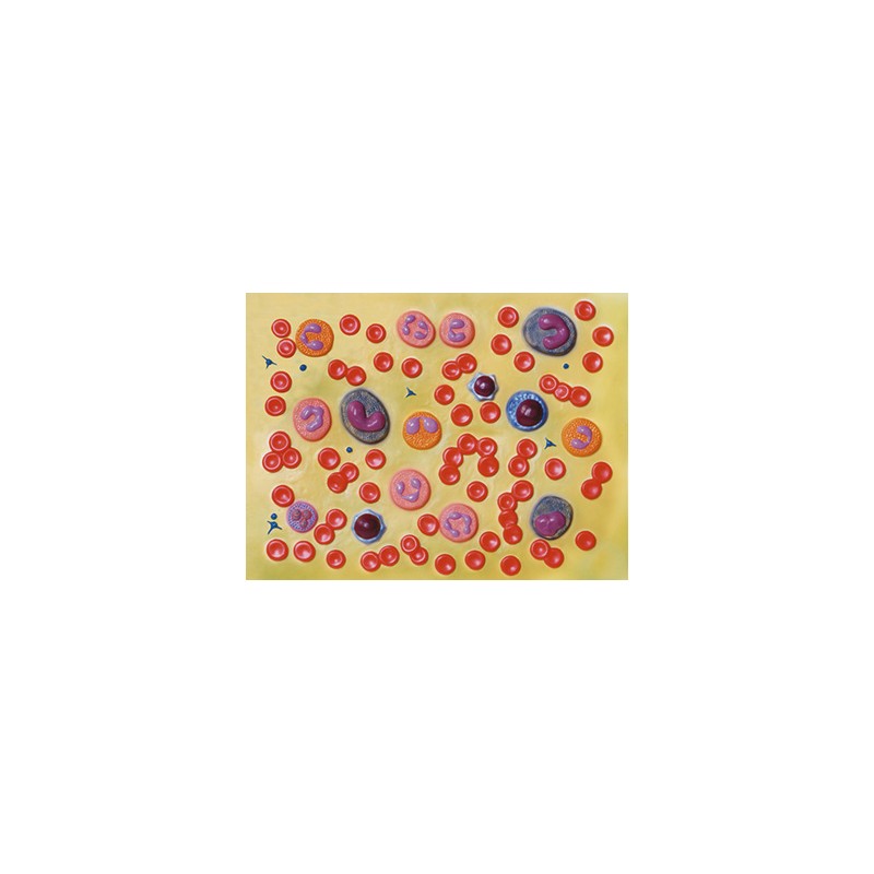 MODELLO CELLULE DEL SANGUE - 2.000X