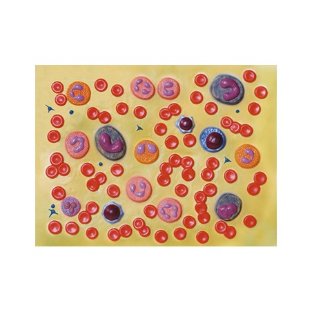 MODELLO CELLULE DEL SANGUE - 2.000X