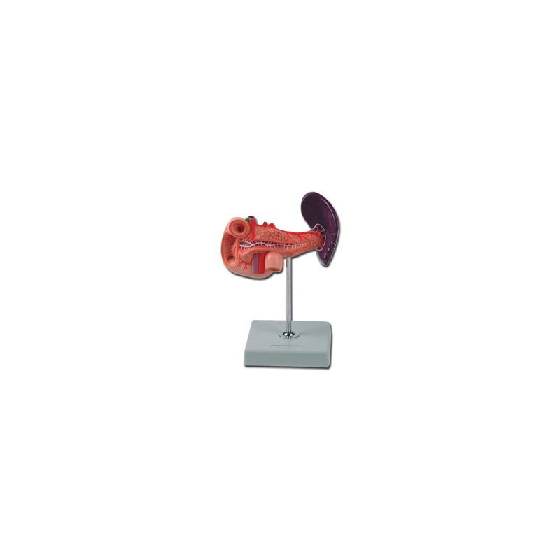MODELLO PANCREAS - 1X