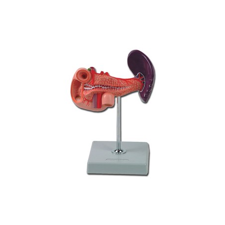 MODELLO PANCREAS - 1X