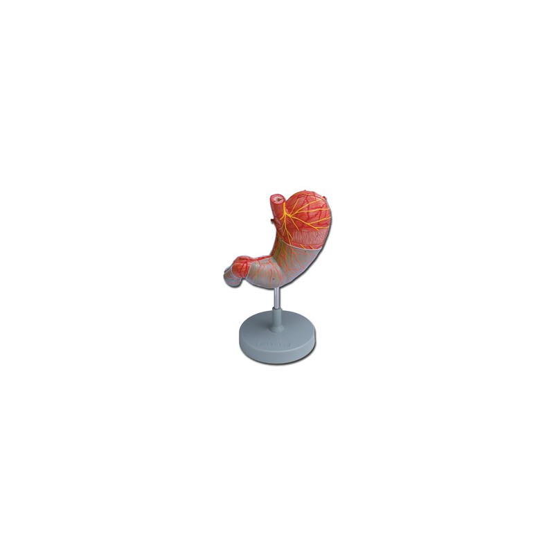 MODELLO STOMACO - 2 parti - 1,5X